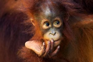 A juvenile orangutan.