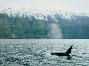 A killer whale, or orca, hunts silently along South Bentnick Arm, near the town of Bella Coola, on the central coast of British Columbia, Canada.