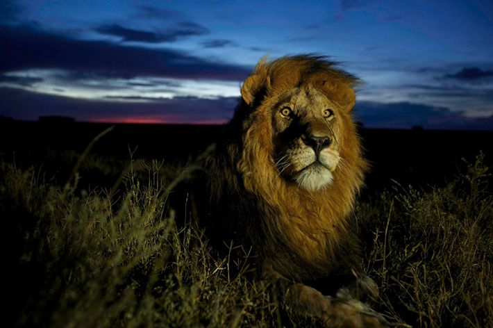 A male lion keeps a lookout as the pink glow of the sunset fades behind him.