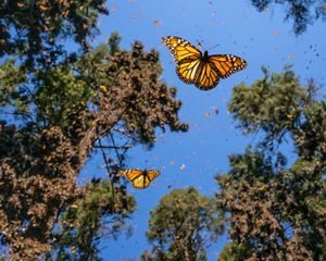 Monarch butterflies are critical pollinators. With help from community conservation efforts, their populations may be recovering