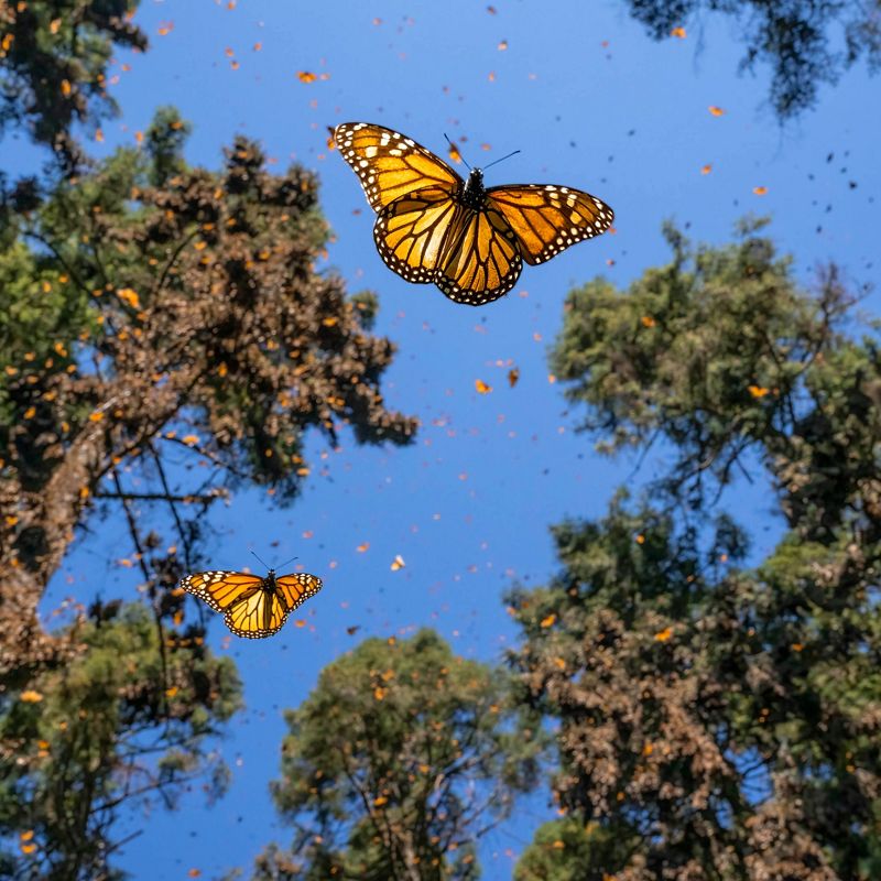 Monarch butterflies fly with blue sky and treetops in the background.