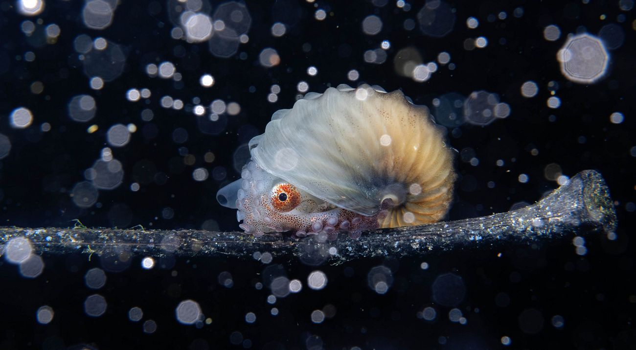 paper nautilis in the night.