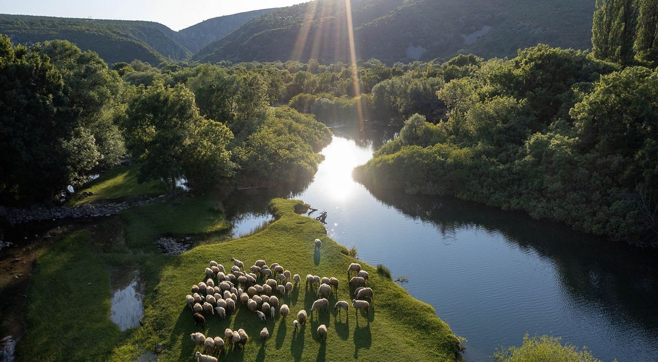 Sheep graze on a green lush riverbank surrounded by forested hills on a sunny day.