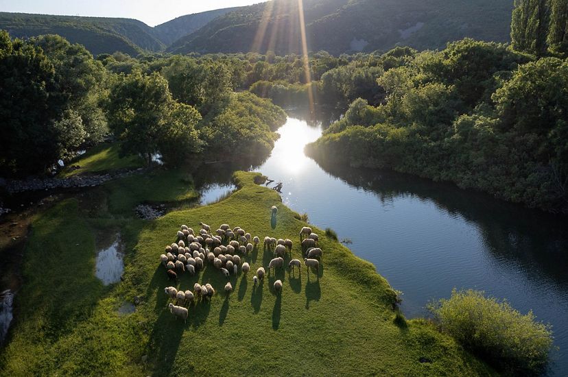 Sheep graze on a grassy piece of land at a fork in a river.