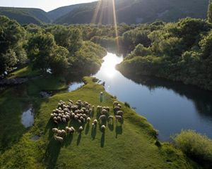 Sheep graze on a green lush riverbank surrounded by forested hills on a sunny day.