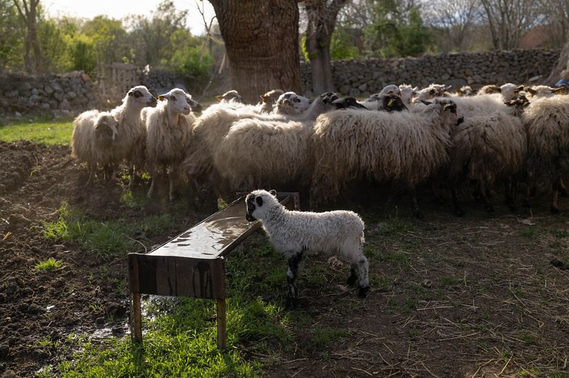 Sheep gather around a trough to drink.