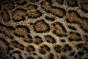 A closeup of an ocelot's fur pattern.