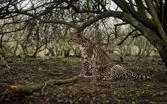 An adult ocelot sits besides an ocelot kitten in dense brush.