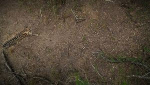 Looking down from a high vantage point at an ocelot walking across a forest floor while looking up toward the camera.