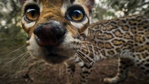 A small ocelot with spots and bright, golden eyes stares into the camera.