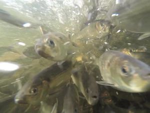 Underwater photo of herring migrating up Nemasket River in Massachusetts.