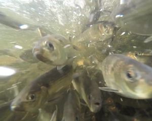 Underwater photo of herring migrating up Nemasket River in Massachusetts.