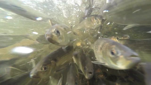 A school of river herring swimming upstream