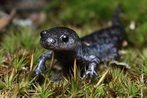 A mabees salamander on grass.