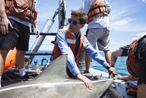 a shark is on the deck of a boat while researchers stretch a tape measure across its back to get its measurements.