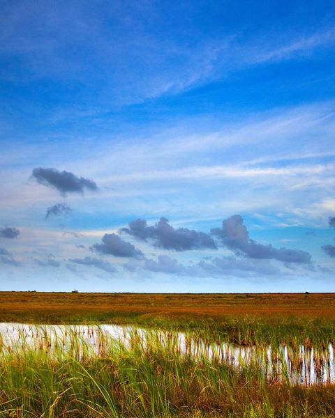The Clive Runnells Family Mad Island Marsh Preserve protects critical coastal prairie and marsh habitat along the Texas Gulf Coast.