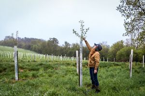 A person reaching up to the top of a planted tree sapling in a field full of saplings.
