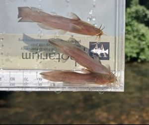 A brown catfish.