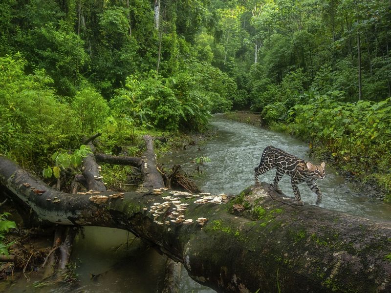 An ocelot uses a fallen tree to cross a creek in a forest