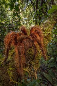 A large, brown, hairy spider climbs on a tree branch.
