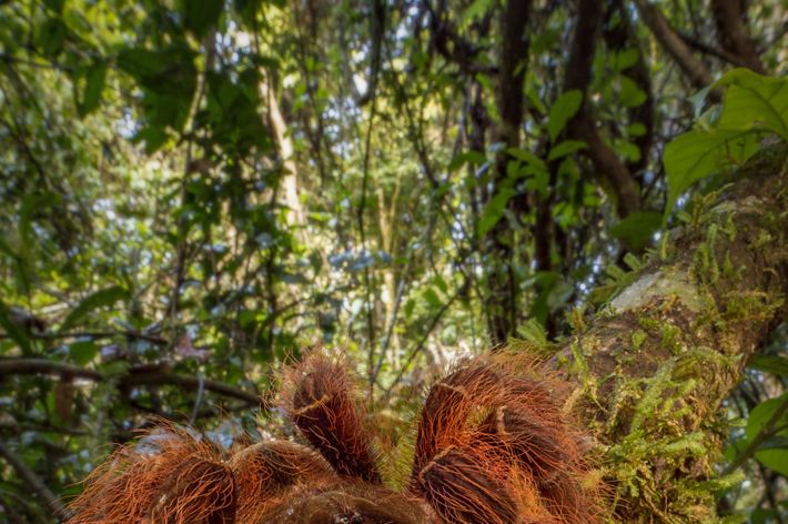A large, brown, hairy spider climbs on a tree branch.