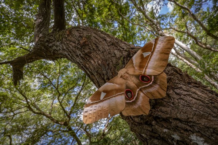 A large patterned brown moth perches on a tree limb.