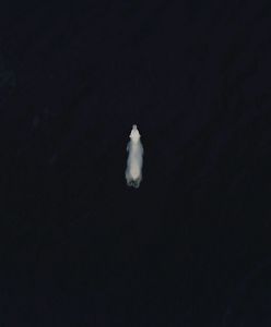 A polar bear swims in black water.