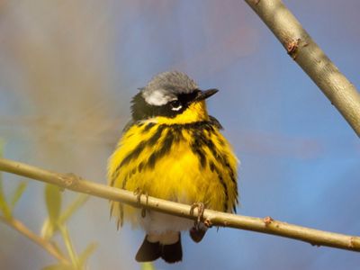 A magnolia warbler, a small songbird with a bright yellow body and a gray and black head, perches on a branch.