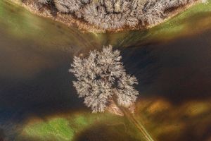 Looking down on a single tree in the middle of a river.