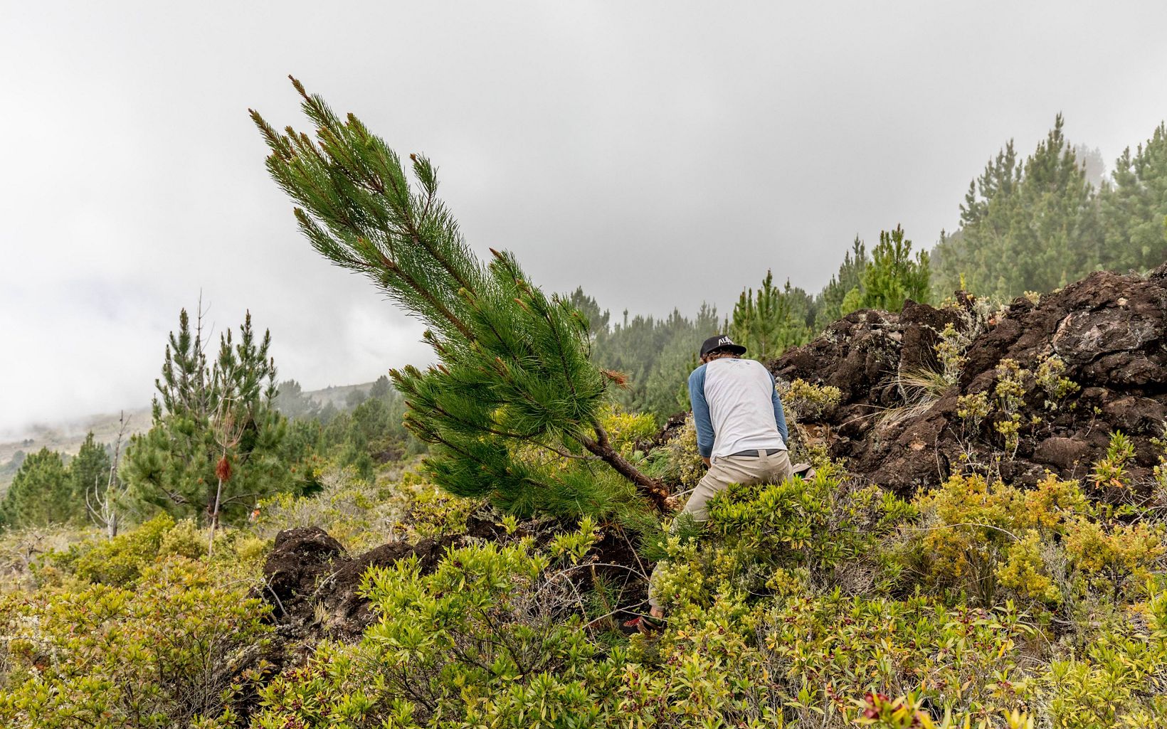 
                
                  Maui
 TNC and partners remove thousands of invasive pines from Haleakalā summit region.
                  © Bryan Berkowitz
                
              
