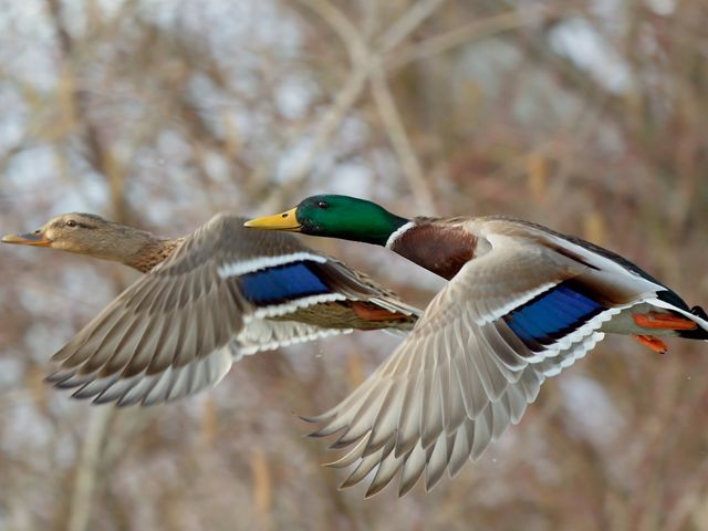 A pair of Mallard ducks in fast flight, closeup.Genus species Anas platyrhynchos.