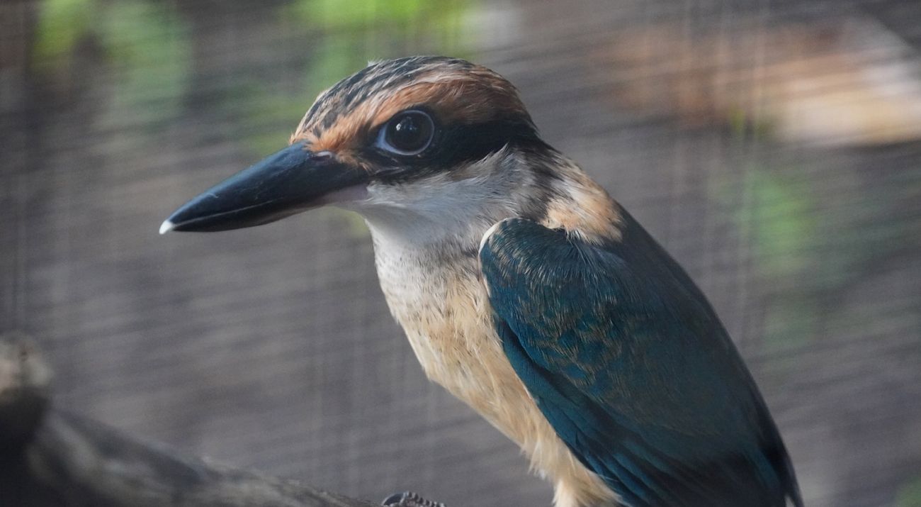 One of the nine birds were hatched and hand-reared in a quarantined facility at Sedgwick County Zoo.