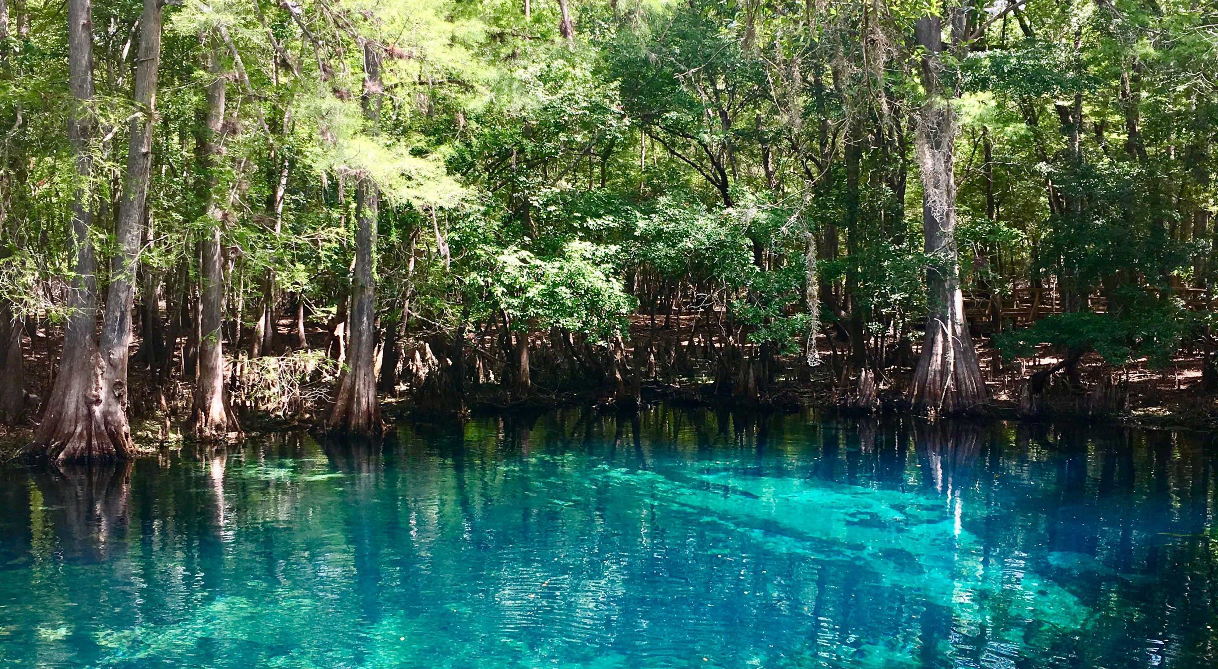 A view from Manatee Springs and the bright blue water looking toward the banks lined with cypress trees and forest in the background.