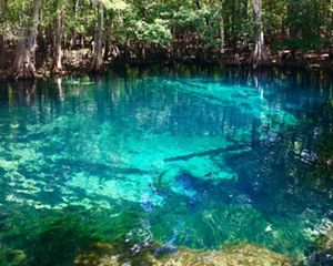 A view from Manatee Springs and the bright blue water looking toward the banks lined with cypress trees and forest in the background.