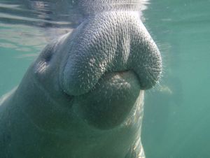 East Indian manatee takes a breath.