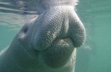 Un manatí toma aire en la superficie en Crystal River, Florida.