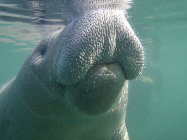 Close-up of a manatee, and its many whiskers, as it takes a breath at the water's surface.