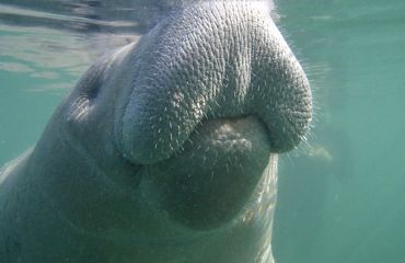 A closeup underwater view of a manatee snout taking a breath at the surface of the water in Crystal River, Florida.