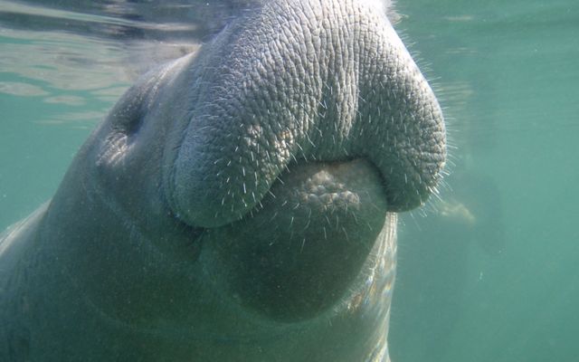 A closeup underwater view of a manatee snout taking a breath at the surface of the water in Crystal River, Florida.
