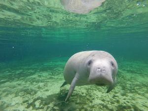 Underwater view of a manatee looking directly at the camera.
