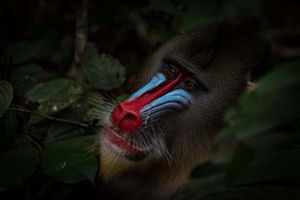 A  closeup photograph features a vibrantly colored mandrill's face.