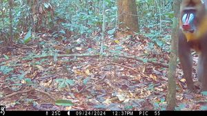 A mandrill stands to the side in a forest and looks toward the camera.