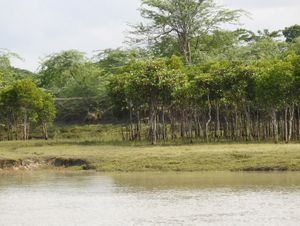 a row of mangroves line a coastal area.