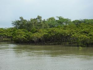 mangrove forest habitat from the water.