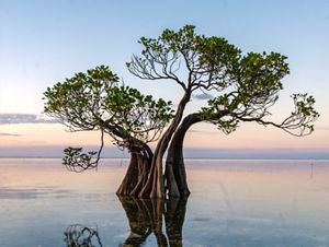 The State of the World's Mangroves 2026 is here!  
 
Along the world's tropical coastlines, the tide is turning for #mangroves. There are reasons for hope and r