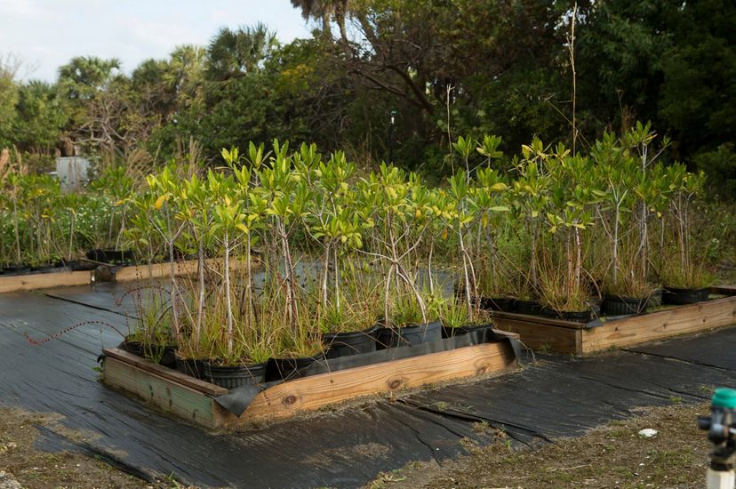 Several mangrove plantings in pots, waiting to be planted at a nature preserve in Florida.