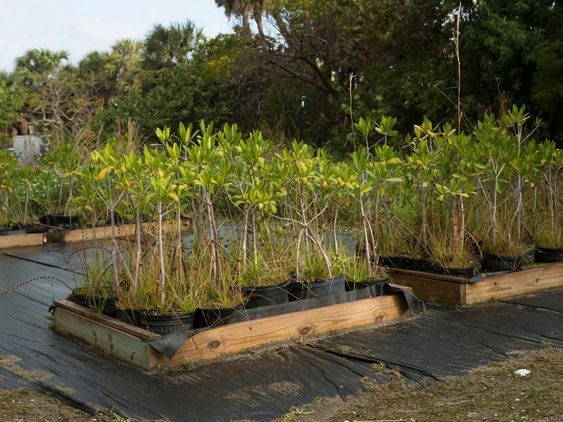Several mangrove plantings in pots, waiting to be planted at a nature preserve in Florida.