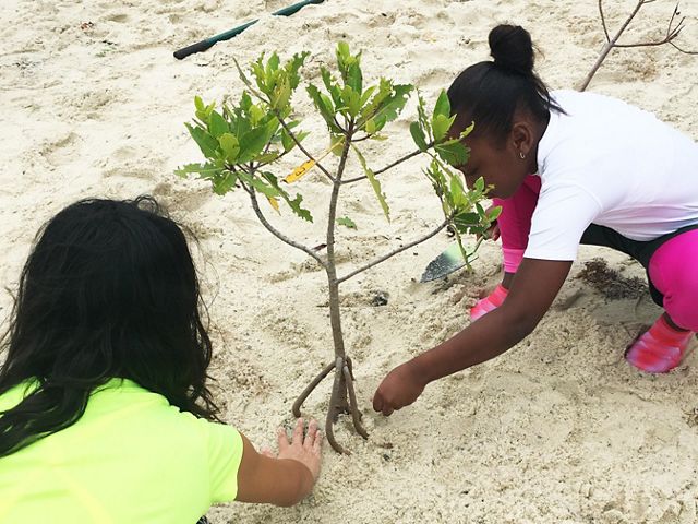 These volunteers plant mangroves on the Blowing Rocks Preserve shoreline as part of their field trip.