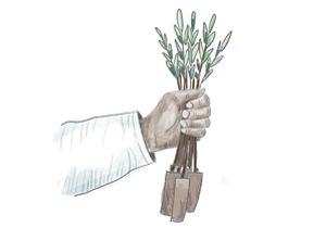 Illustration of a hand holding a bundle of mangrove seedlings.