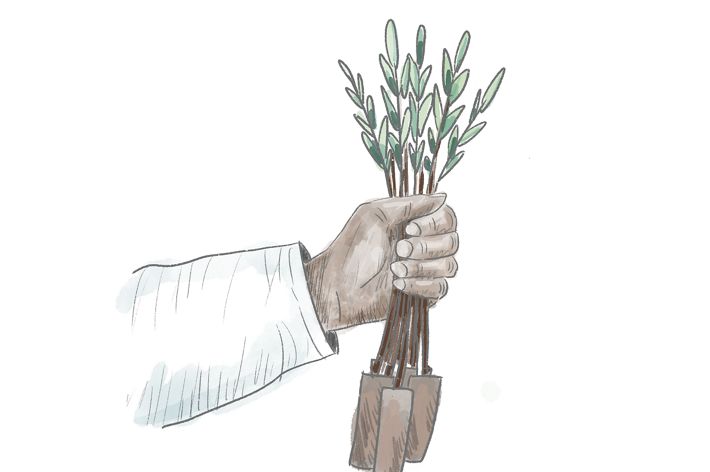 Illustration of a hand holding a bundle of mangrove seedlings.
